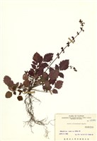 藏品(阿里山紫緣花鼠尾草)的圖片